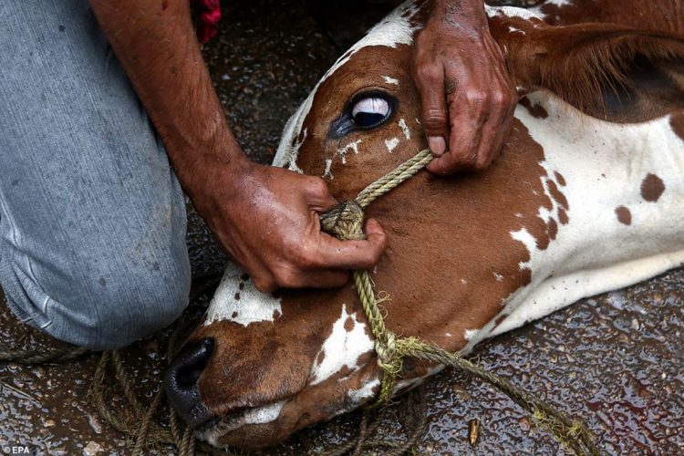 cattle- slaughter