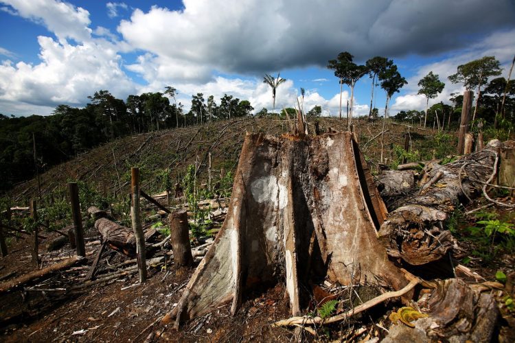 Deforestation