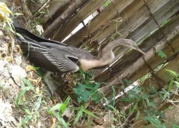 bird