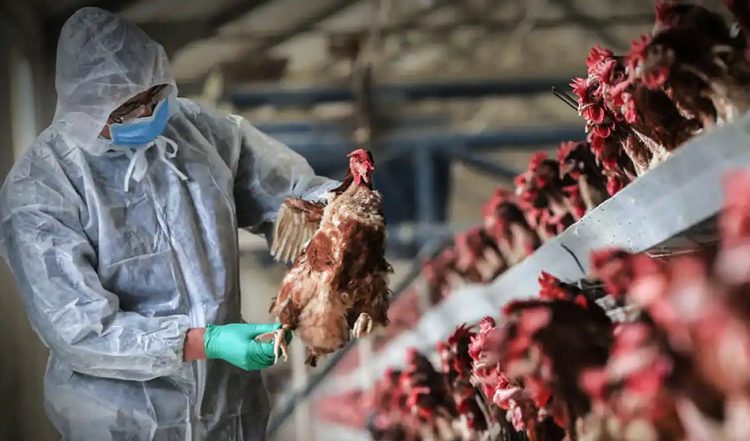 bird flu