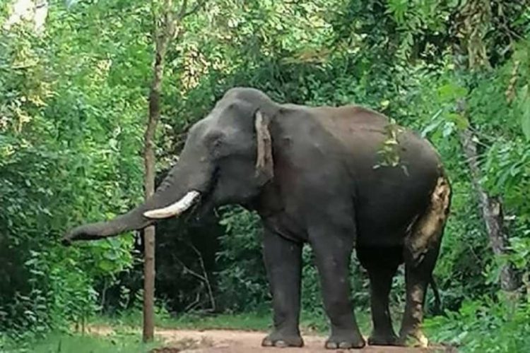 ඒක දන්ත හස්ථිරාජයා...