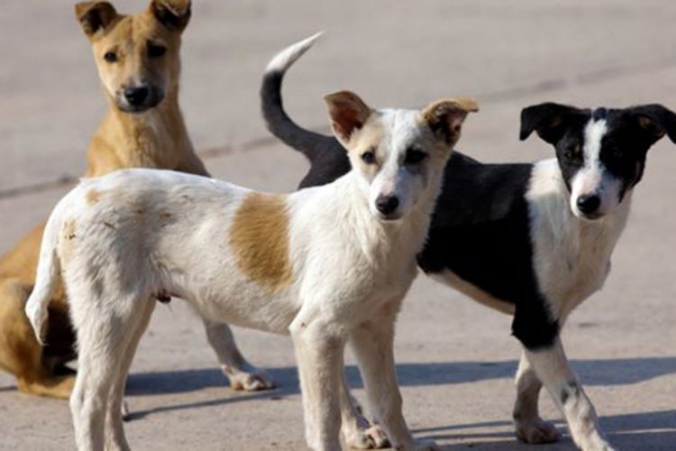 Dogs