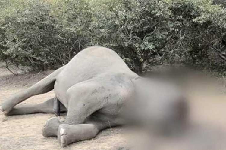 Elephant