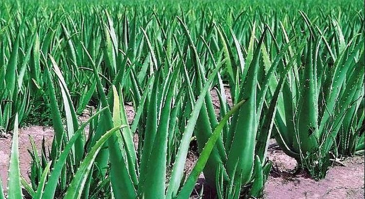 aloe vera