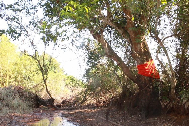 කෘෘඩියා සෙලනිකා හෙවත් පඬු කරඳ - ඡායා රූපයේ දැක්වෙන්නේ දාරළුවේ දී පැවිදි කළ ගසයි...