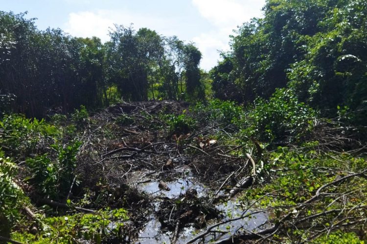 නාගරික මන්ත්රීවරිය විසින් විනාශ කරමින් සිටි වගුරු බිම් භූමිය...