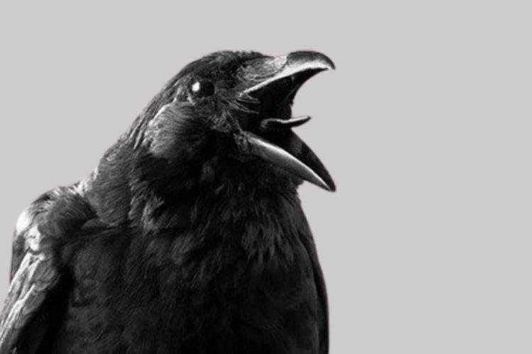 crow