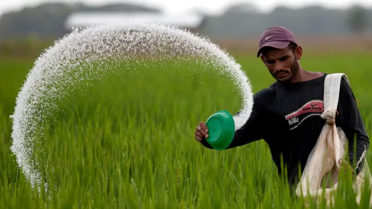 fertilizer rice farmer food price
