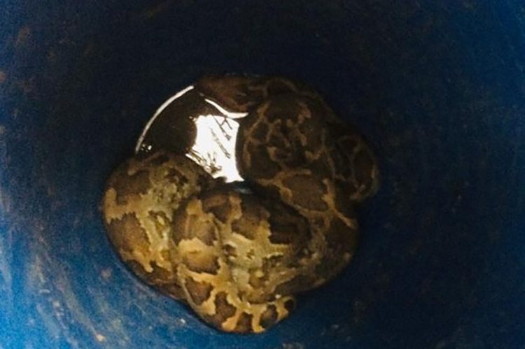 දෙදිනක් පුරා බැරලය තුළ සිරවි සිටින පිඹුරා...