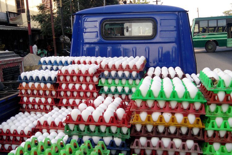 Egg-Transportation