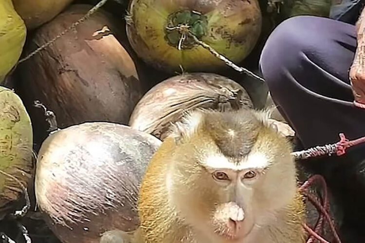 coconut