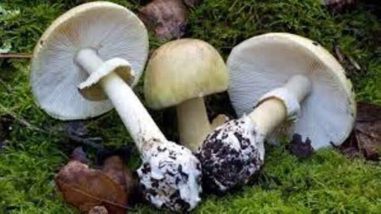 Australian Woman Charged with Murder in Poisoned Mushroom Case