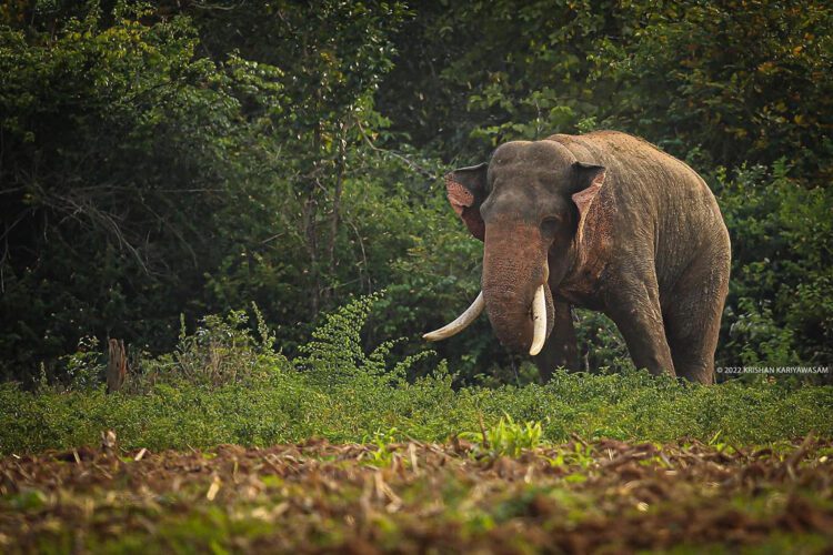 අග්බෝ ඇතා... ( ක්රිෂාන් කාරියවසම් ගේ ඡායාරූපයකි)