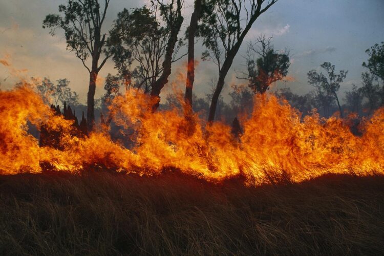 bushfire