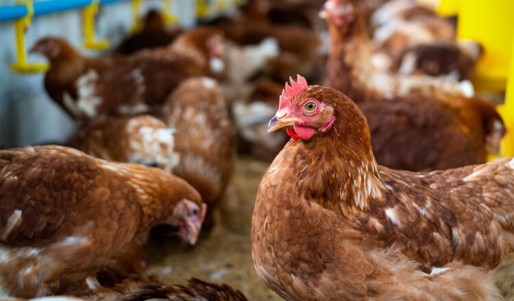 Bird Flu Outbreak Detected on Victorian Egg Farm Near Melbourne