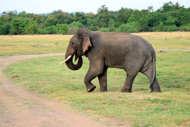 Ceylon Elephant walking