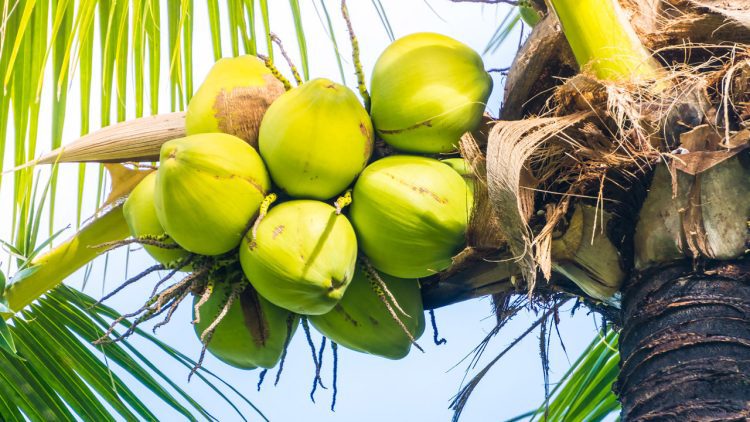 Can Sri Lanka Resolve Its Coconut Crisis?