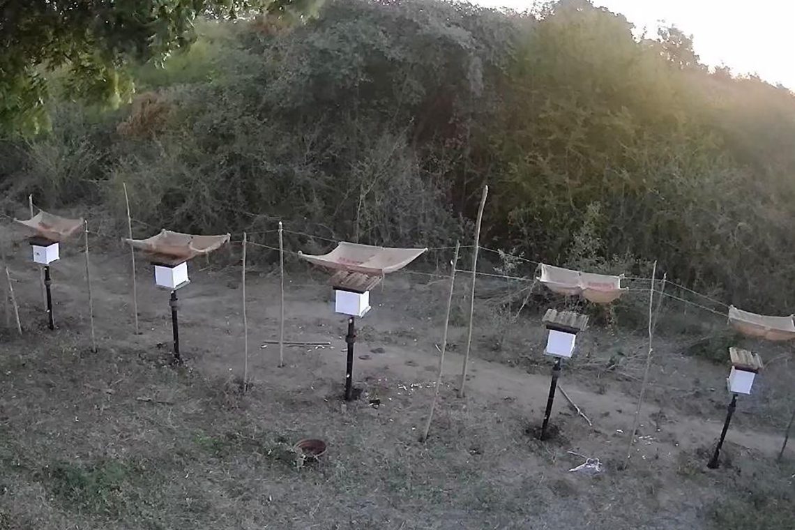 මී-මැසි-අලි-වැට
