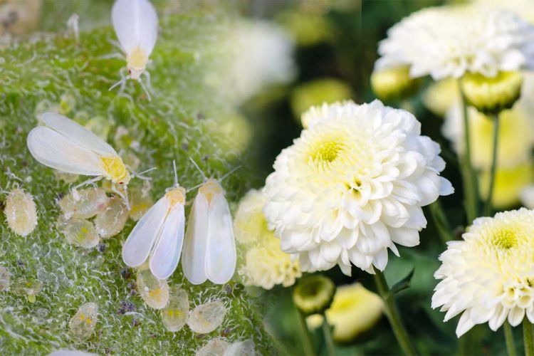 chrysanthemum-flower