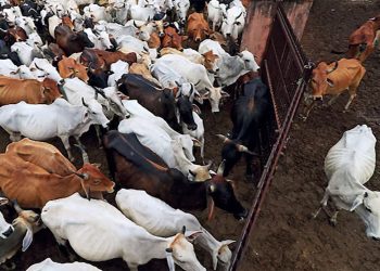 Eid al-Adha