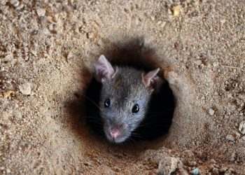 leptospirosis