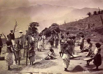 Labours in cofee plantation