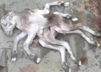 Goat on eight legs
