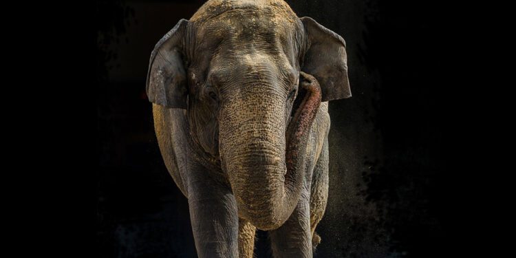 smithsonian-zoo-shanti-elephant