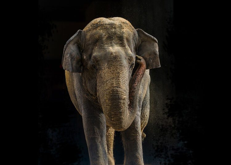 smithsonian-zoo-shanti-elephant