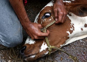 cattle- slaughter