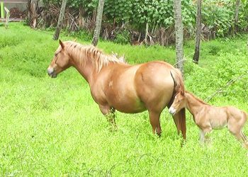 සමන්තා  අශ්ව පැටියා සිය මව සමග....