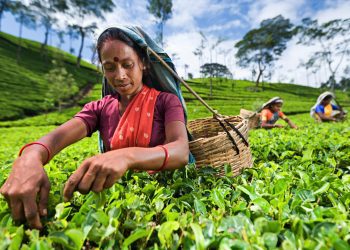 Tamil woman collecting tea leaves near Nuwara Eliya, Sri Lanka ( Ceylon ). Sri Lanka is the world's fourth largest producer of tea and the industry is one of the country's main sources of foreign exchange and a significant source of income for laborers.http://bhphoto.pl/IS/tea_plantations_380.jpg