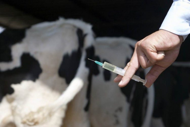 Bovine Vaccine