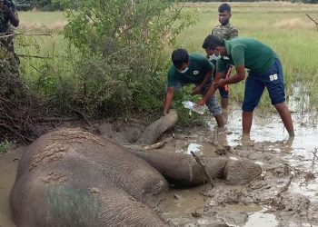 elephint