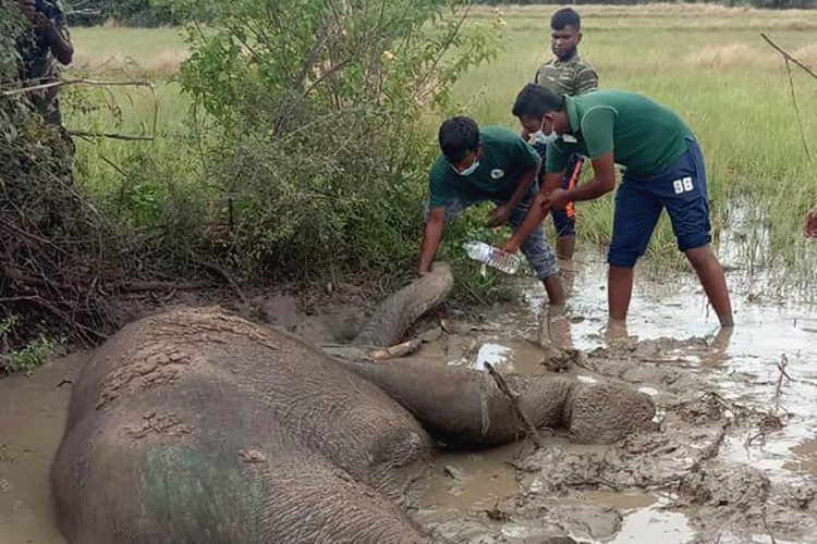 elephint