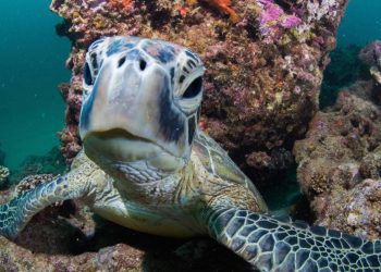 green-turtle