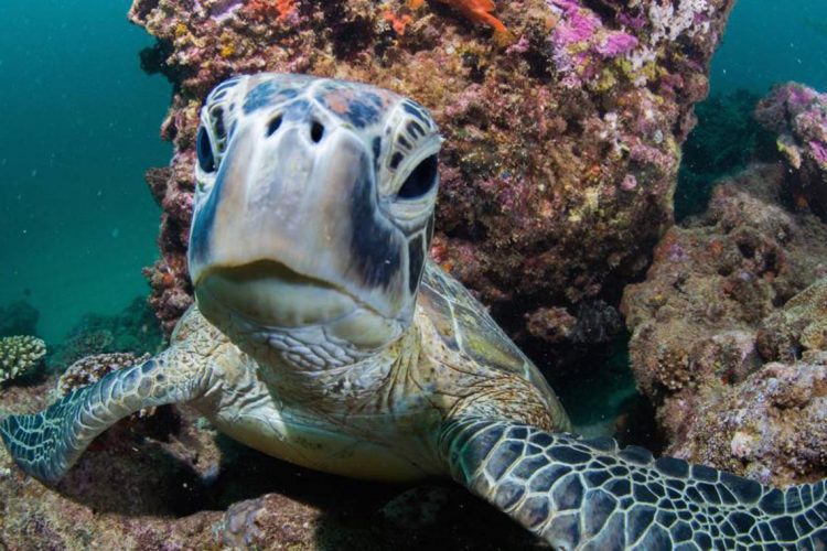 green-turtle