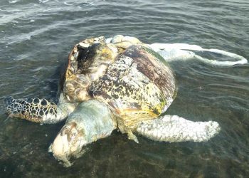 Green-sea-turtles