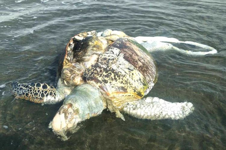 Green-sea-turtles