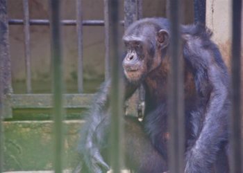 chimpanzee