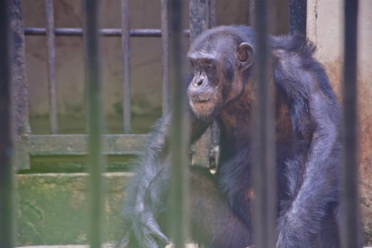 chimpanzee