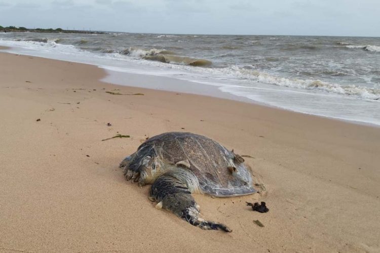 TURTLE