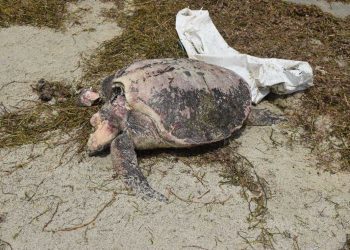 Turtles