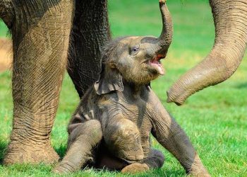 elephant