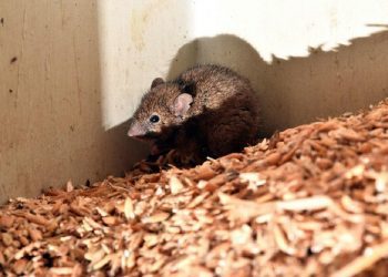 australia mouse