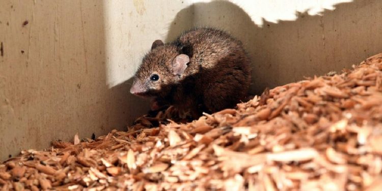 australia mouse