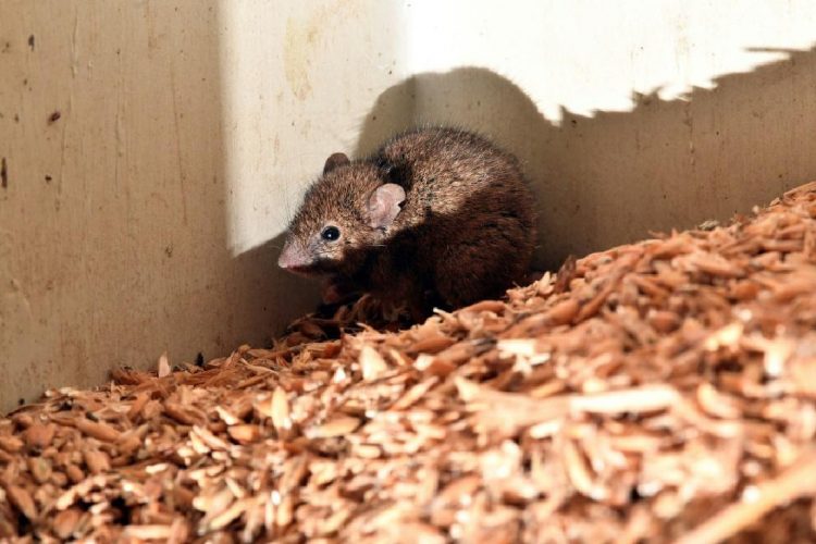 australia mouse