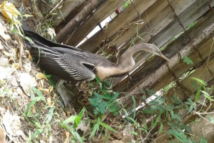 bird