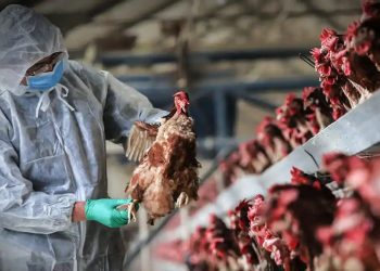 bird flu