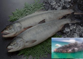 express pearl ship fish